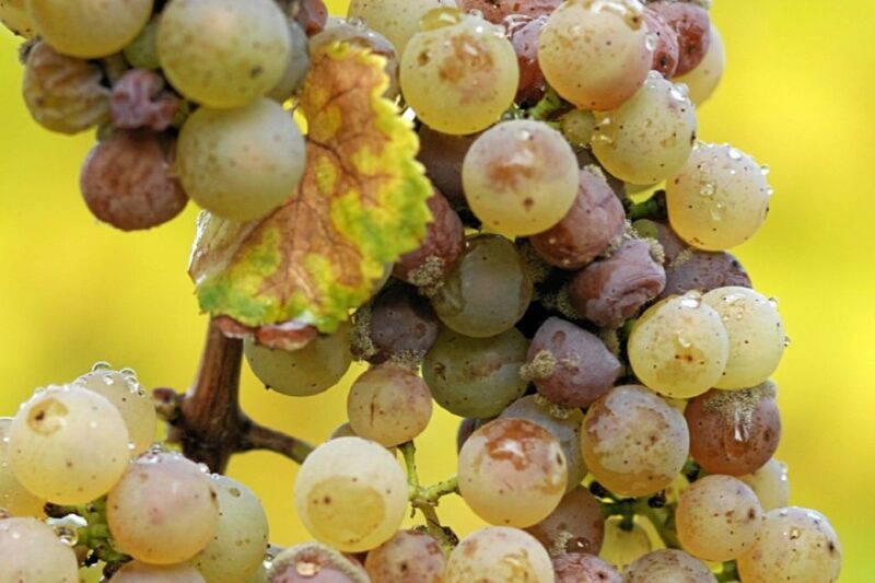 From Adelaide: Clare Valley Winery Tour - Practical Considerations