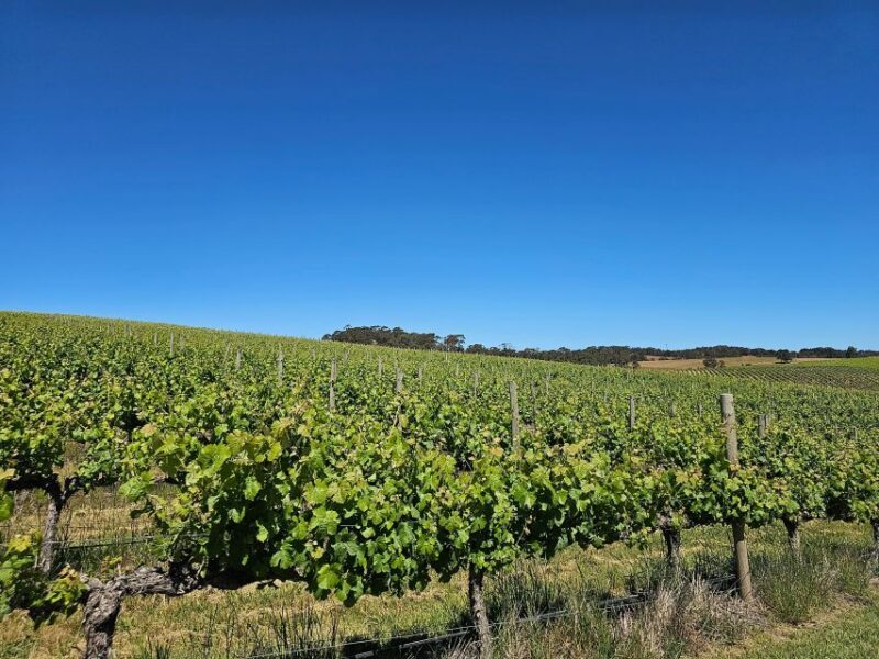 From Adelaide: Cuddle a Koala and Historic Hahndorf Tour - An In-Depth Look at the Tour Itinerary and Experience