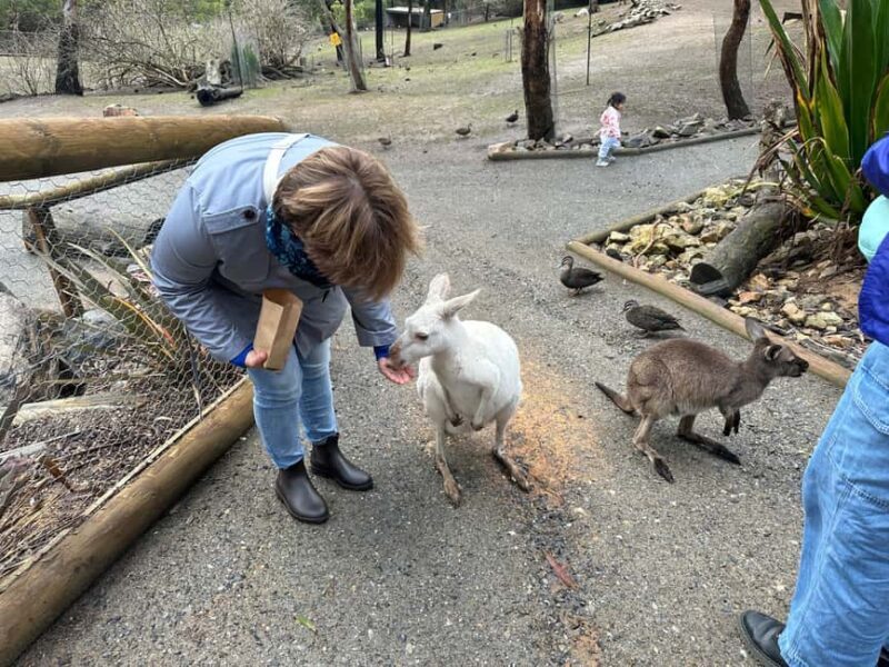 From Adelaide: Cuddle a Koala and Historic Hahndorf Tour - Frequently Asked Questions