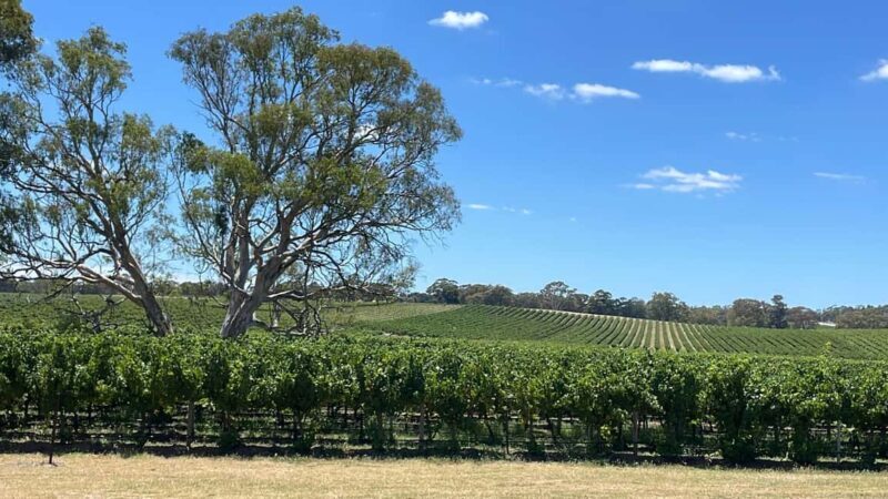 From Adelaide: Hahndorf and Barossa Valley with Winery Lunch - Who Should Consider This Tour?