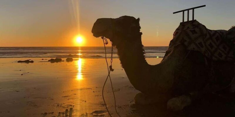 From Agadir: Camel Ride Tour with Hotel Pickup and Drop-Off - Final Thoughts