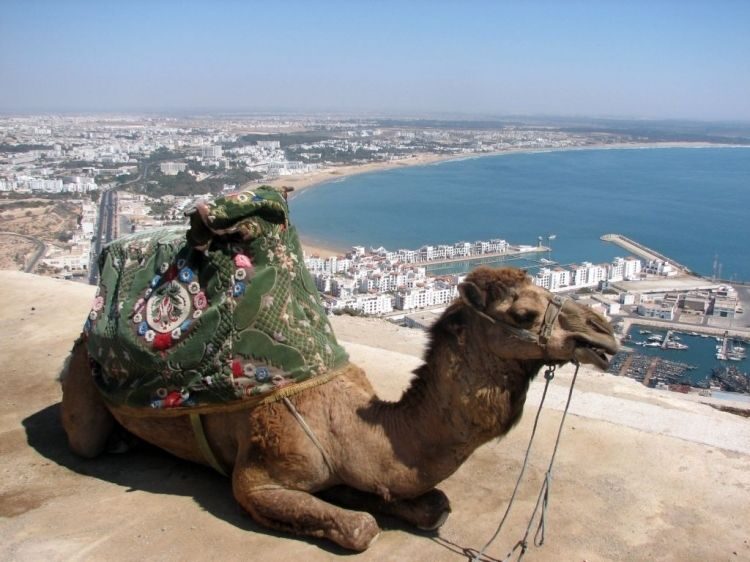From Agadir: City Tour with Hotel or Port Transfers - A Closer Look at the Agadir City Tour
