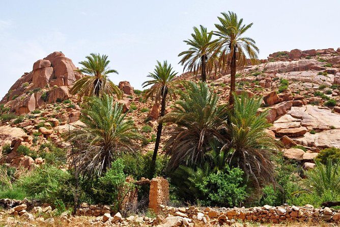 From Agadir goats to the tree tour (land & people) - The return journey