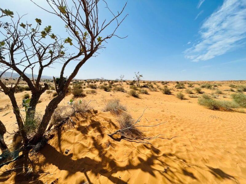 From Agadir: Jeep Desert Safari with Lunch and Camel Ride - A Day Filled with Diverse Moroccan Scenery and Culture