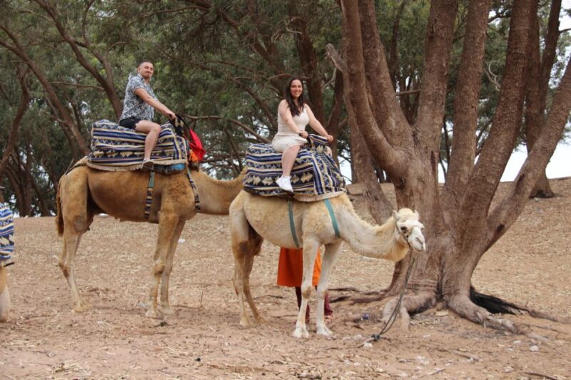 From Agadir or Taghazout: Camel Ride Tour & Flamingos Watch - What to Expect from This Tour
