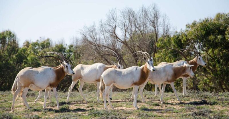 From Agadir: Sous Massa National Park Desert Safari w/Lunch - Key Points
