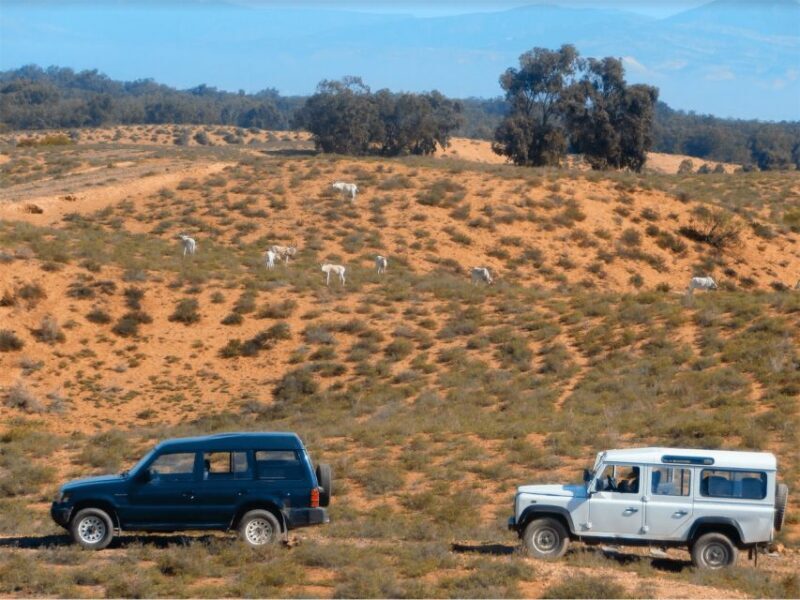 From Agadir: Sous Massa National Park Desert Safari w/Lunch - Who Will Love This Tour?