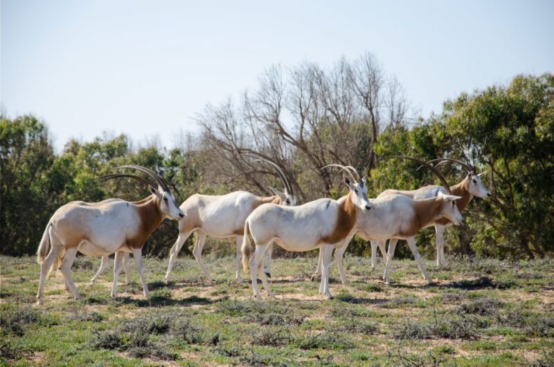From Agadir: Sous Massa National Park Desert Safari w/Lunch - Frequently Asked Questions