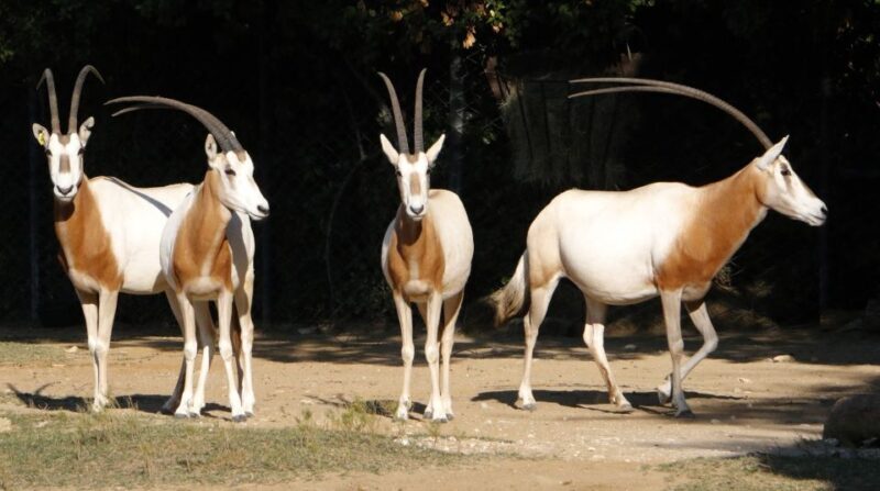 From Agadir: Souss Massa National Park Tour - Key Points
