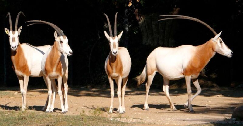 From Agadir: Souss Massa National Park Tour - A Closer Look at the Tour Experience