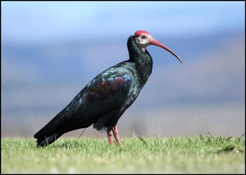 From Agadir: Souss Massa National Park Tour - Authentic Insights from Past Travelers