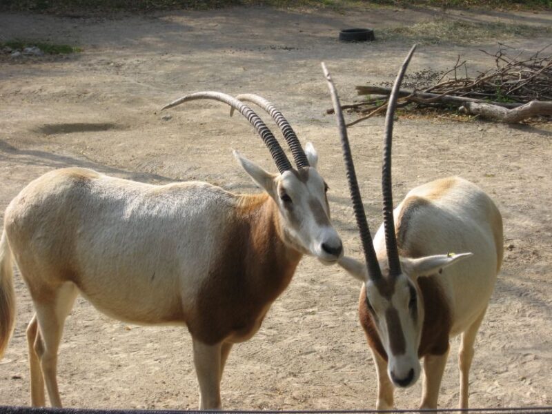 From Agadir: Souss Massa National Park Tour - The Sum Up