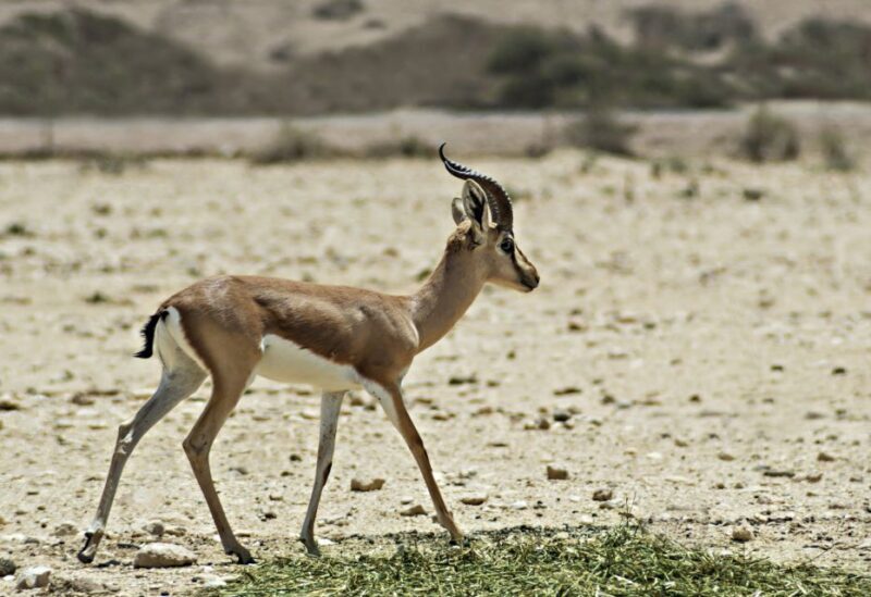 From Agadir: Souss Massa National Park Tour - FAQ