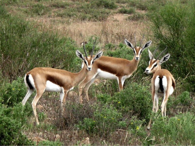 From Agadir: Souss-Massa National Park Tour with Lunch - Key Points  