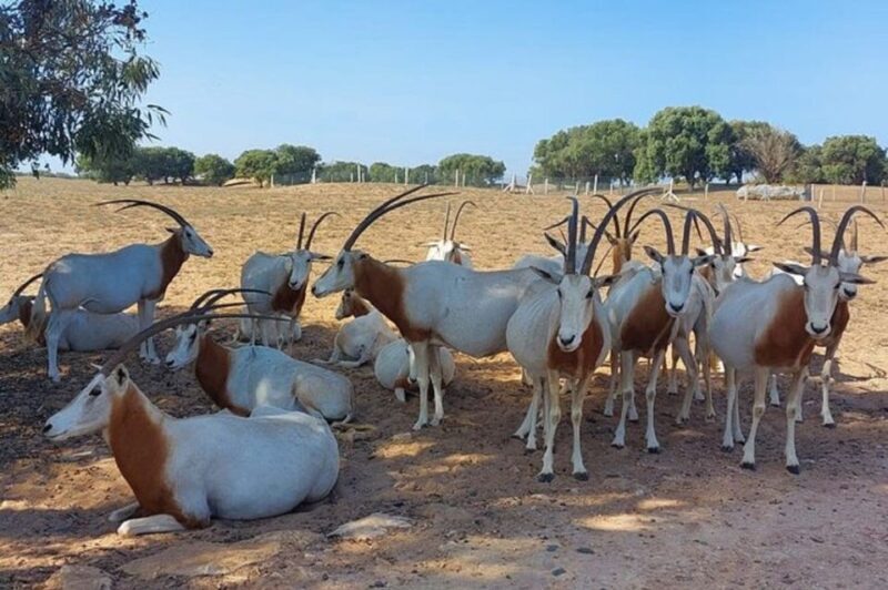 From Agadir: Souss-Massa National Park Tour with Lunch - What to Expect on the Tour  