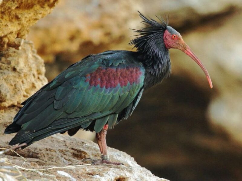 From Agadir: Souss-Massa National Park Tour with Lunch - Practical Details and Value  