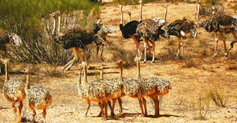From Agadir: Souss-Massa National Park Tour with Lunch - FAQ  