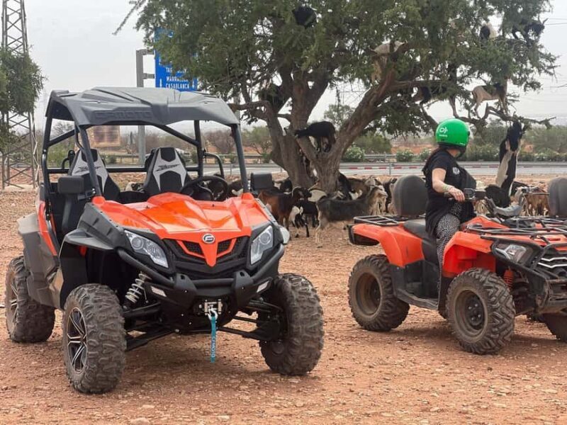 From Agadir/Taghazout: Buggy Safari Adventure & Moroccan Tea - What to Expect from the Buggy Safari and Moroccan Tea Tour