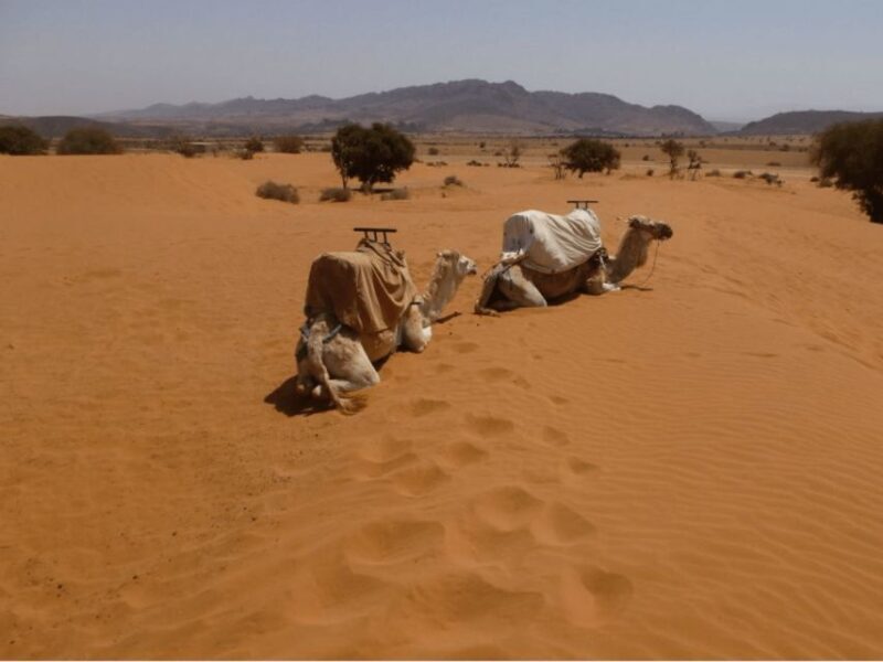From Agadir/Taghazout: Massa Desert and Visit with Lunch - An Overview of the Tour Experience