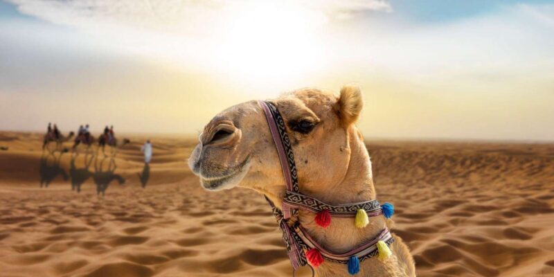 From Agadir/Taghazout: Sahara Sand Dunes with Transfer - Additional Considerations
