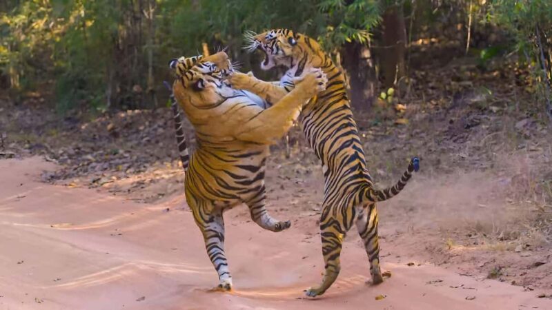From Agra: 2 Days 1 Night Ranthambore Tiger Safari Tour - The Experience: What Really Makes It Special