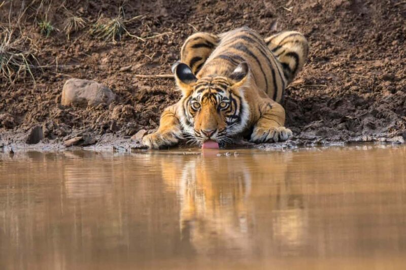 From Agra: 2 Days 1 Night Ranthambore Tiger Safari Tour - FAQs