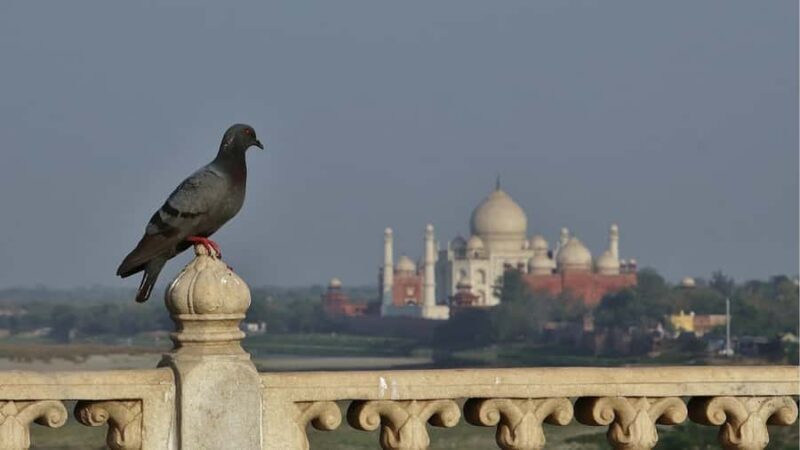 From Agra: Taj Mahal, Agra Fort & Baby Taj Guided Tour - Exploring Agra’s Top Monuments with Ease