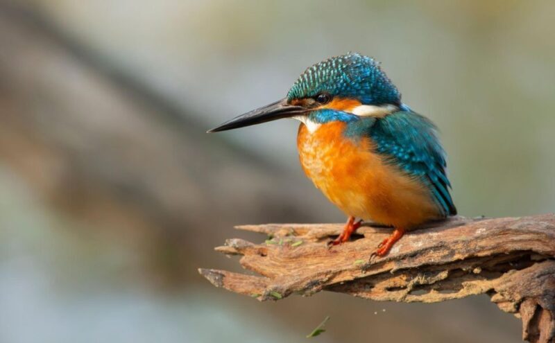 From Agra: Taj Mahal, Fatehpur Sikri & Bird Safari Tour - FAQ