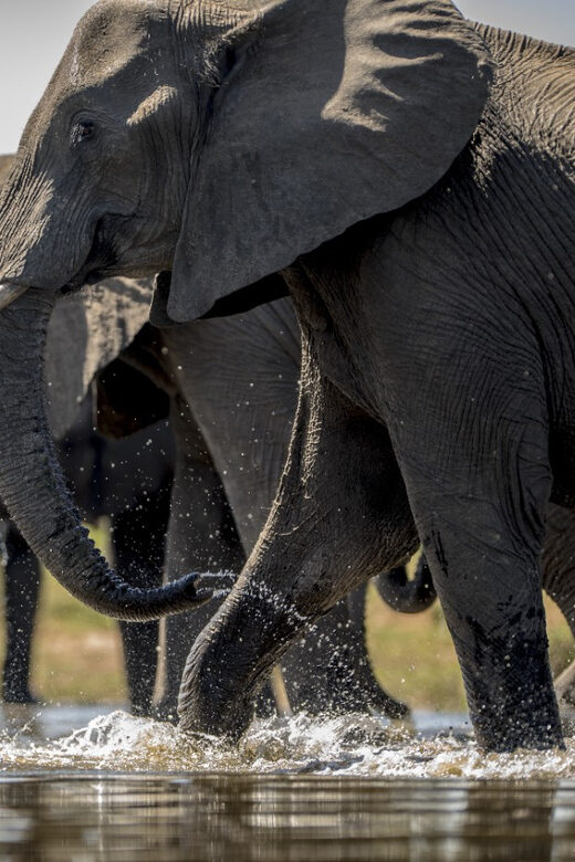 From Agra: Taj Mahal Tour w/ Elephant Conservation - What the Reviews Tell Us