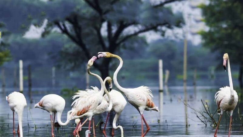 From Agra: Taj Mahal Tour with Bharatpur Bird Sanctuary - Exploring the Full-Day Tour from Agra: Taj Mahal & Bharatpur Bird Sanctuary
