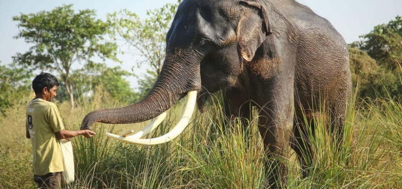 From Agra: Visit to Wildlife SOS Elephant Conservation Trip - Why This Tour Offers Excellent Value  