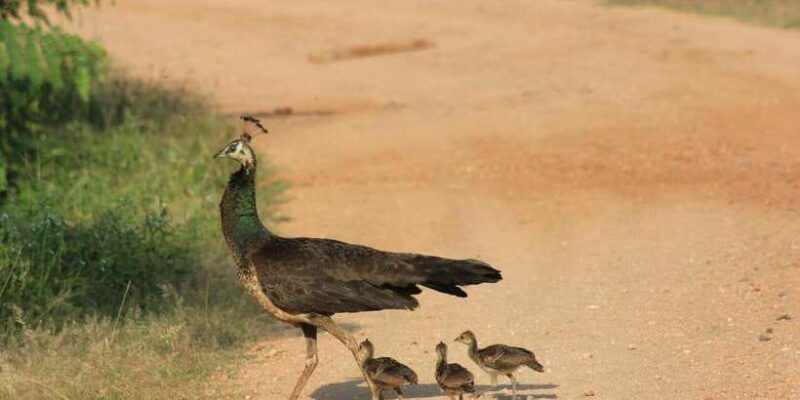 from-ahungalla-ambalangoda-kosgoda-balapitiya-yala-safari