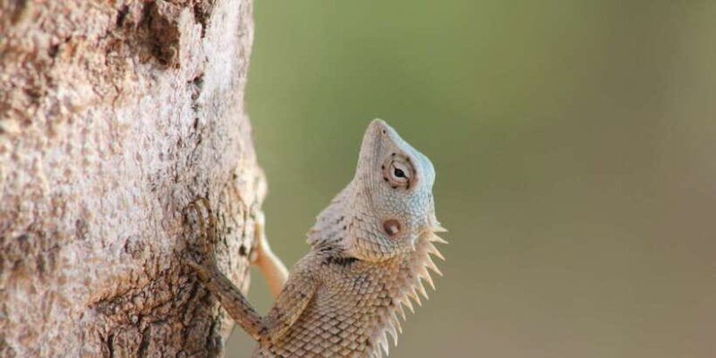 from-ahungalla-ambalangoda-kosgoda-balapitiya-yala-safari