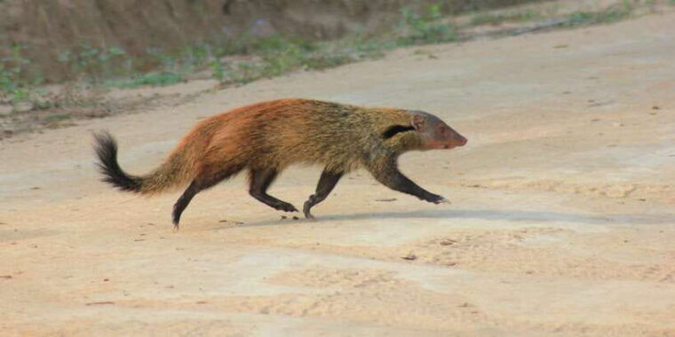 from-ahungalla-ambalangoda-kosgoda-balapitiya-yala-safari