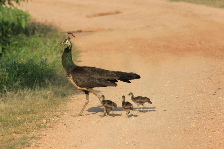 from-ahungalla-ambalangoda-kosgoda-balapitiya-yala-safari