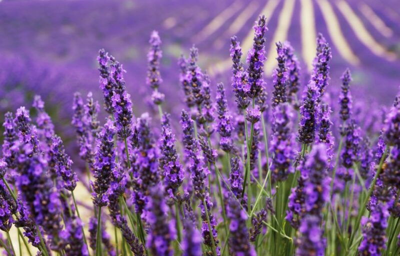 from-aix-day-trip-to-valensole-lavender-fields-in-provence