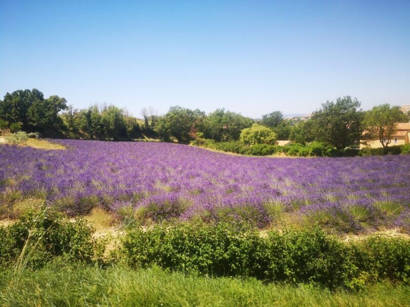 from-aix-day-trip-to-valensole-lavender-fields-in-provence