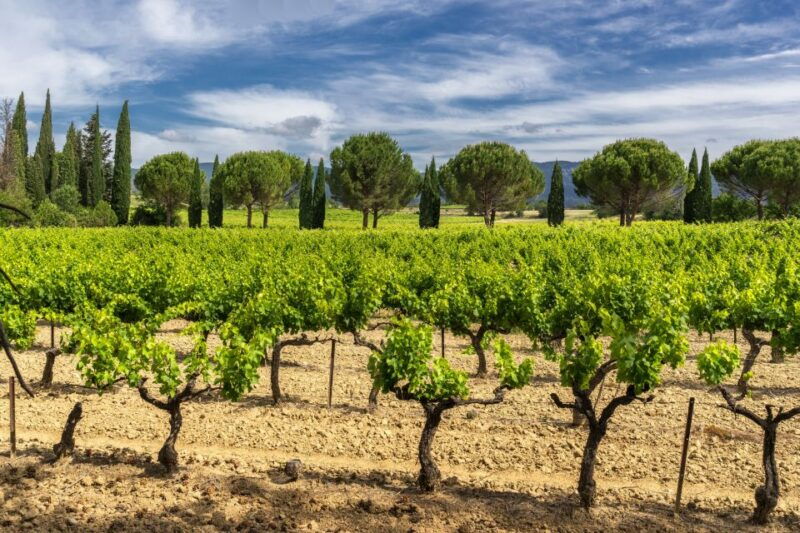 from-aix-en-provence-chateauneuf-du-pape-wineries-day-trip