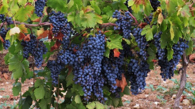 from-aix-en-provence-half-day-wine-tour-cezanne-countryside