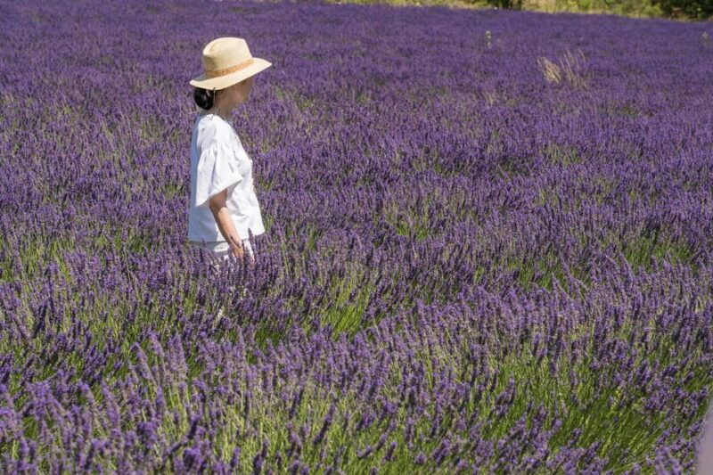 from-aix-en-provence-lavender-half-day-tour