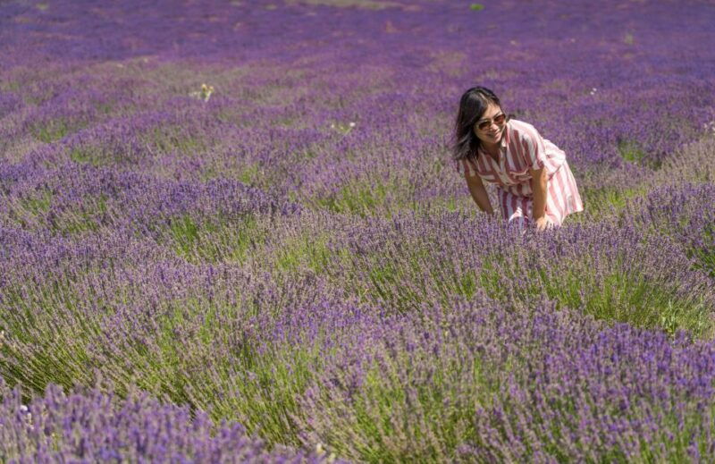 from-aix-en-provence-sault-lavender-gordes-full-day-tour