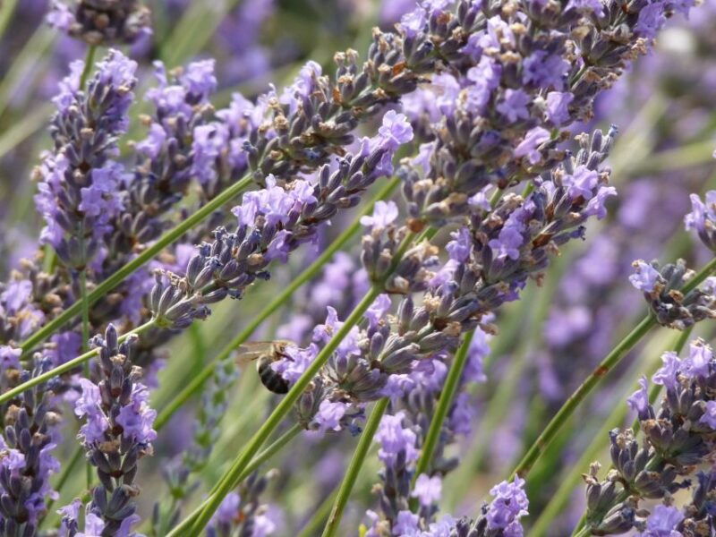 from-aix-en-provence-sault-lavender-gordes-full-day-tour