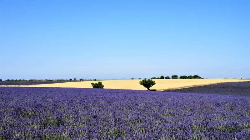 From Aix-en-Provence : Sunset Lavender Tour in Valensole - The Value of This Experience