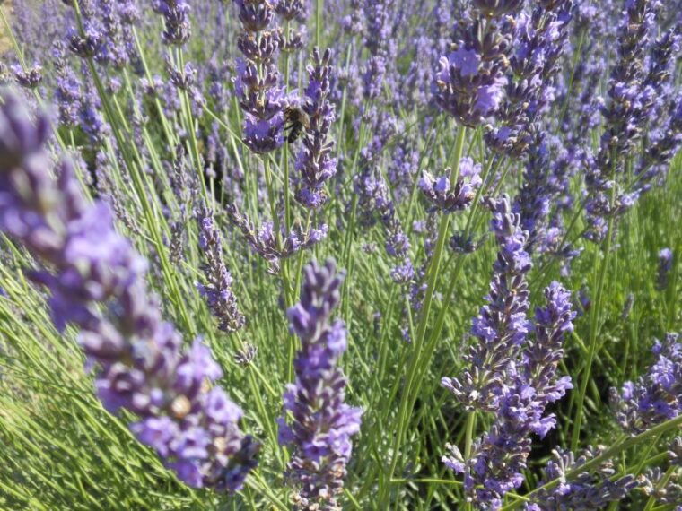 from-aix-en-provence-valensole-lavender-full-day-tour
