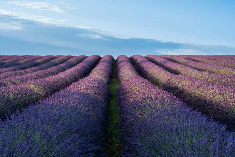 From Aix en Provence : Verdon, Moustiers & Occitane Factory - Who Will Love This Tour?
