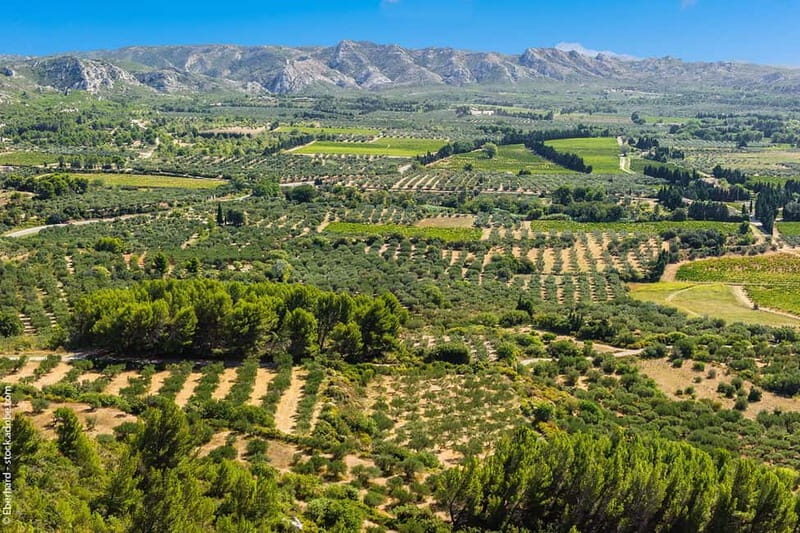 From Aix-en-Provence : Wine, Olive Oil and Scenic Villages - Key Points
