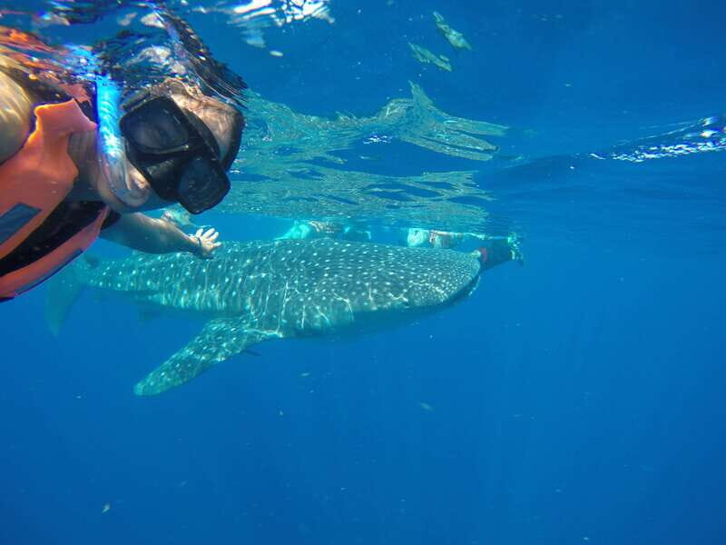 From Akumal: Whale Shark Tour - An In-Depth Look at the Tour Experience