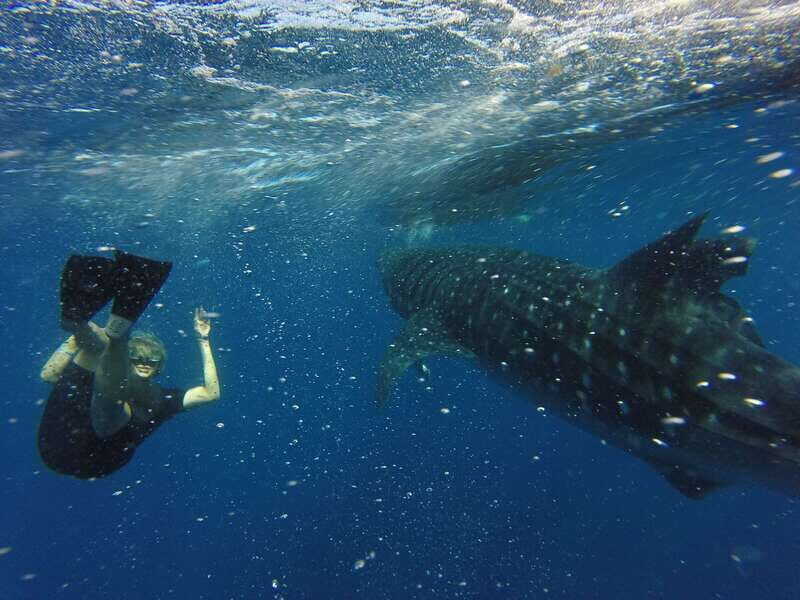 From Akumal: Whale Shark Tour - Real-World Insights from Participants