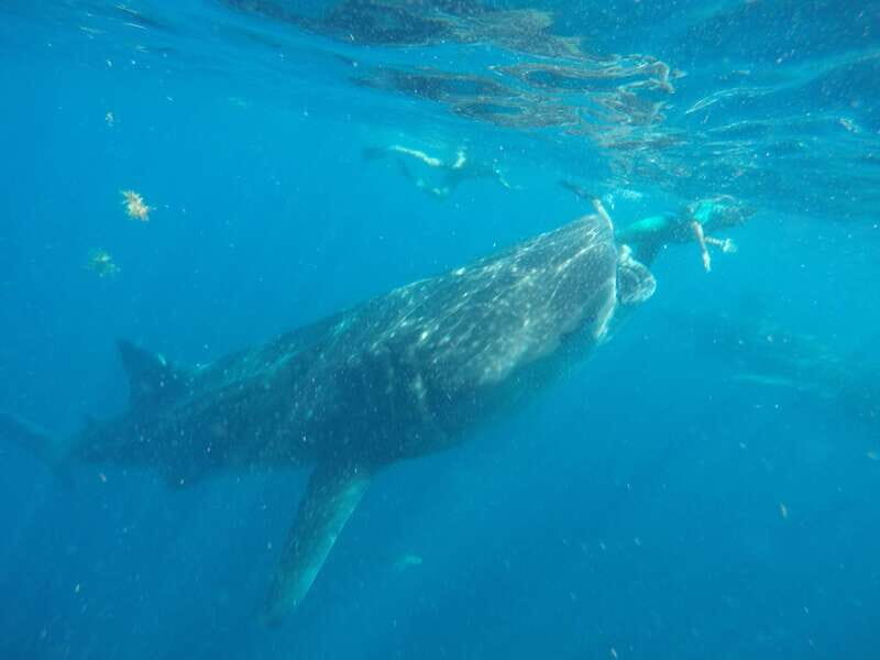 From Akumal: Whale Shark Tour - Practical Tips for Future Travelers