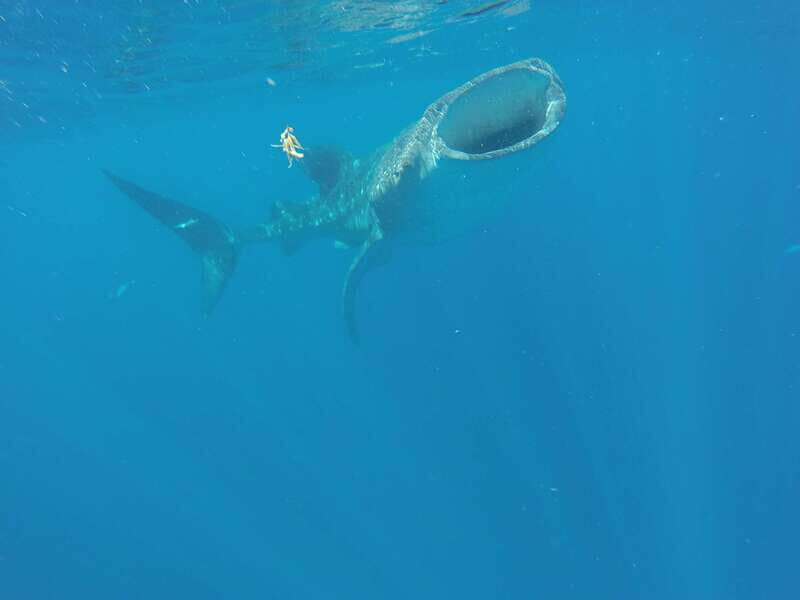 From Akumal: Whale Shark Tour - The Sum Up